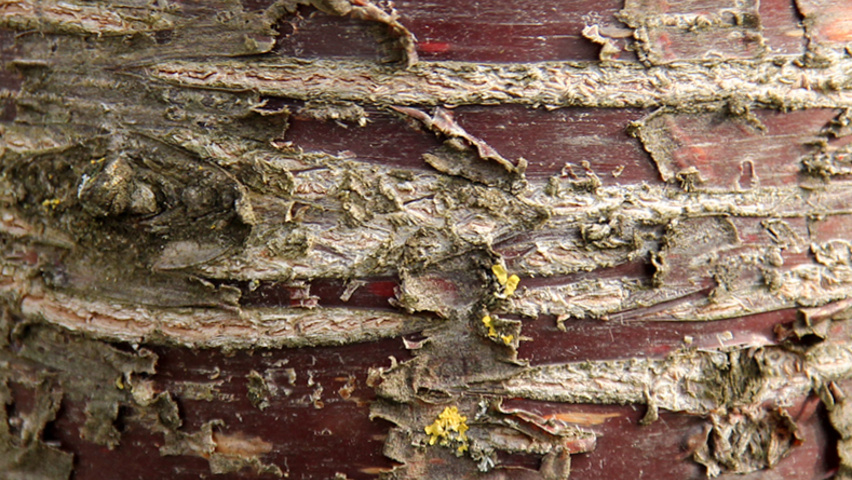 Prunus x schmittii bark