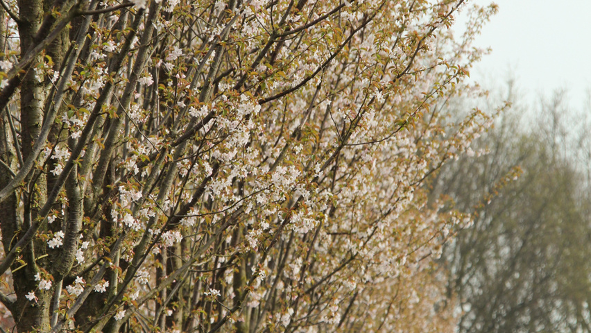 Prunus x schmittii flowers