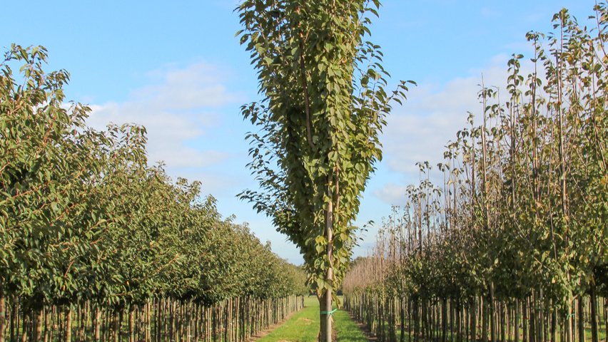 Prunus x schmittii standard tree