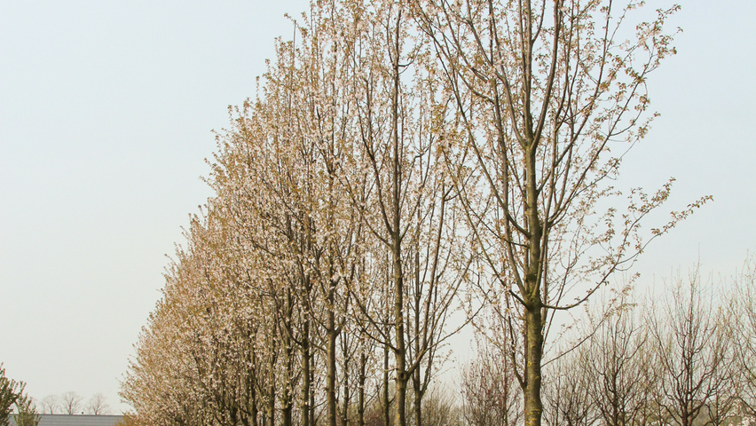 Prunus x schmittii standard tree