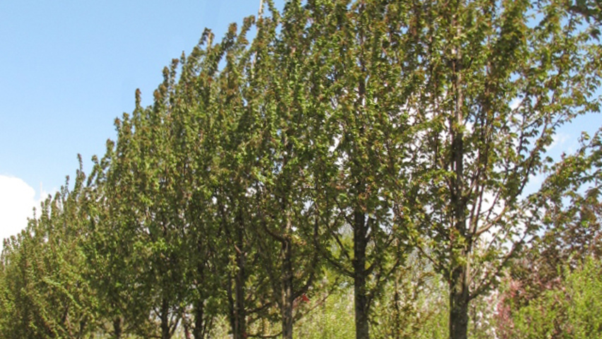 Prunus x schmittii standard tree