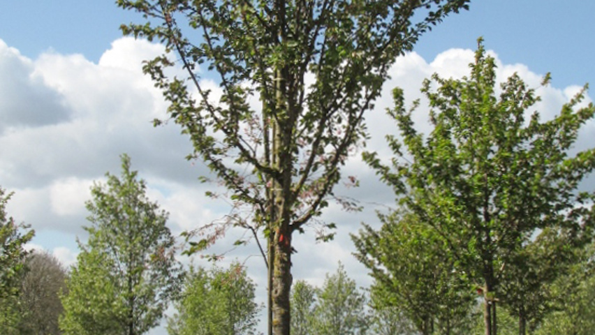 Prunus x schmittii standard tree