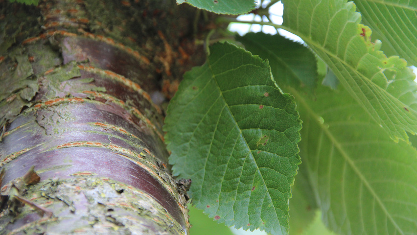Prunus x schmittii leaves