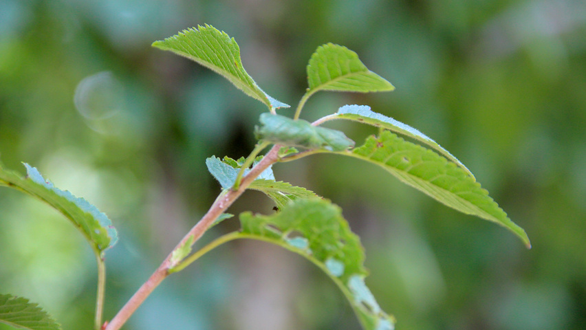 Prunus x schmittii leaves