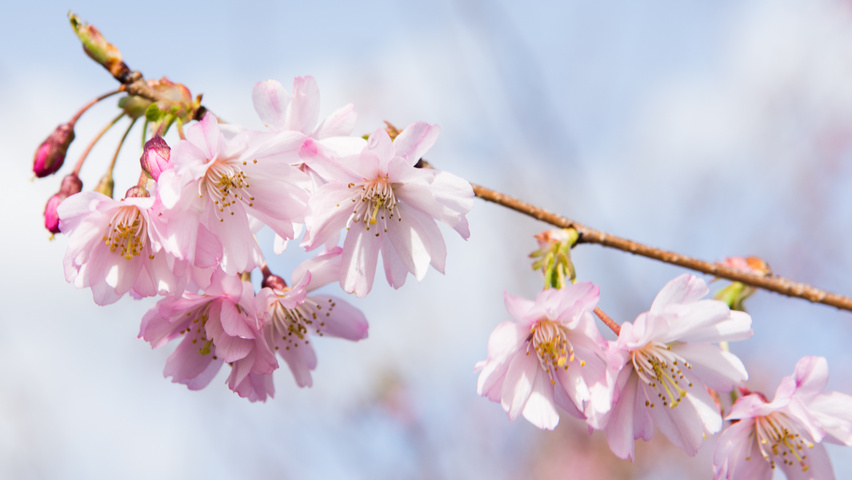 Prunus x subhirtella 'Autumnalis Rosea' fleurs