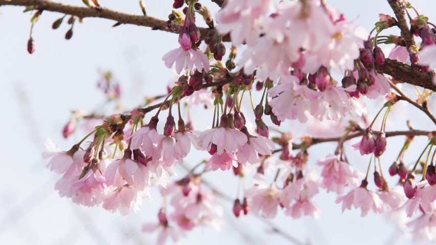 Prunus x subhirtella 'Autumnalis Rosea' fleurs