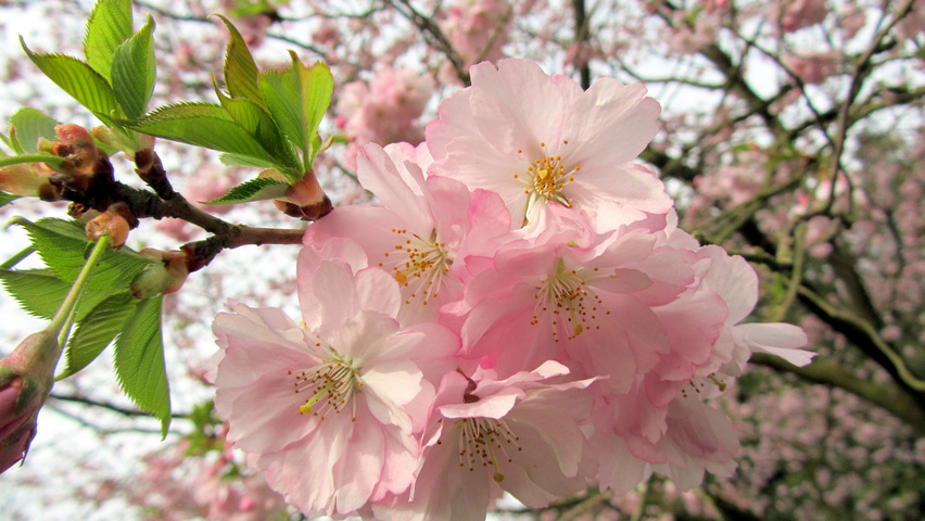 Prunus x subhirtella 'Autumnalis Rosea' fleurs