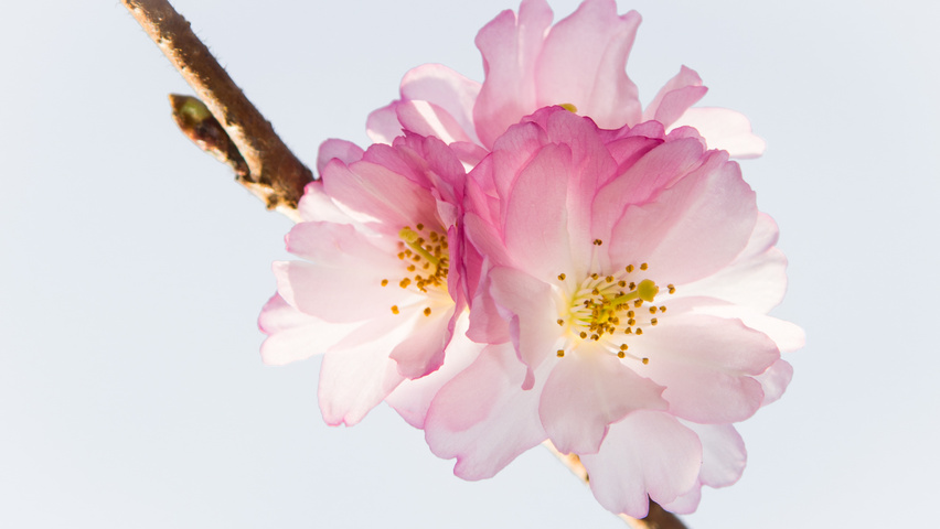 Prunus x subhirtella 'Autumnalis Rosea' fleurs