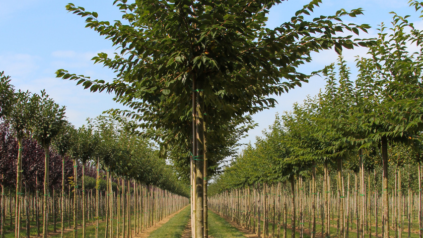 Prunus x subhirtella 'Autumnalis Rosea' haute tige