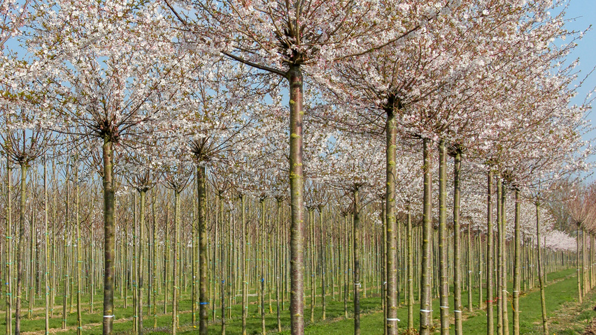 Prunus x subhirtella 'Autumnalis Rosea' haute tige