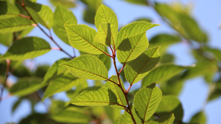 Prunus x subhirtella 'Autumnalis Rosea' Feuilles