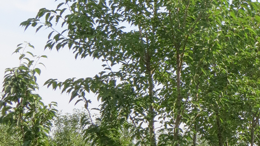 Prunus x subhirtella 'Autumnalis Rosea' multi-troncs