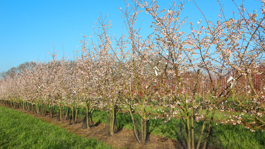 Prunus x subhirtella 'Autumnalis Rosea' multi-troncs forme parasol