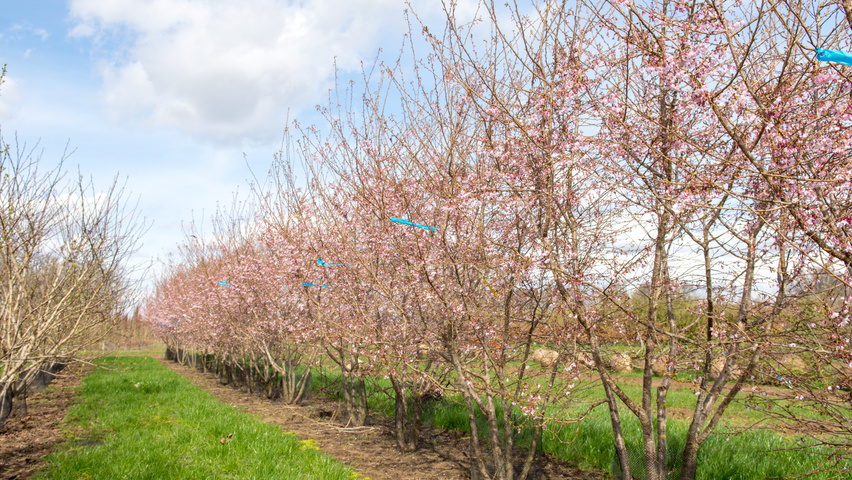 Prunus x subhirtella 'Autumnalis Rosea' multi-troncs forme parasol
