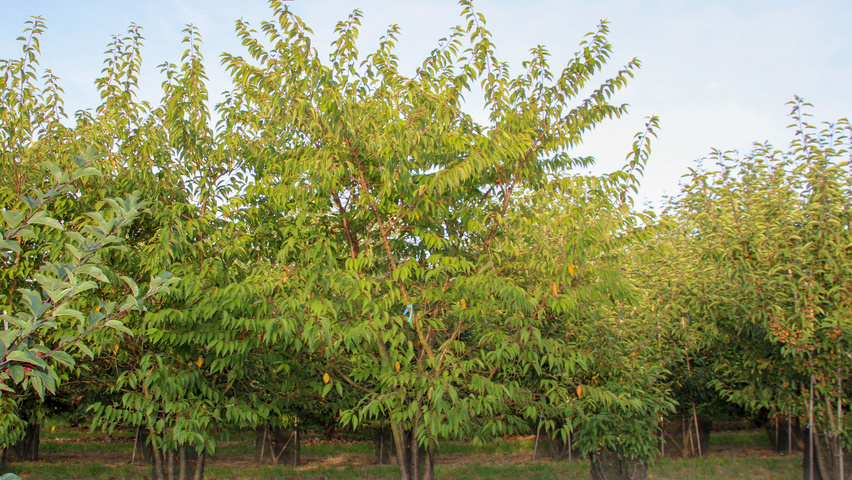 Prunus x subhirtella 'Autumnalis Rosea' multi-troncs forme parasol