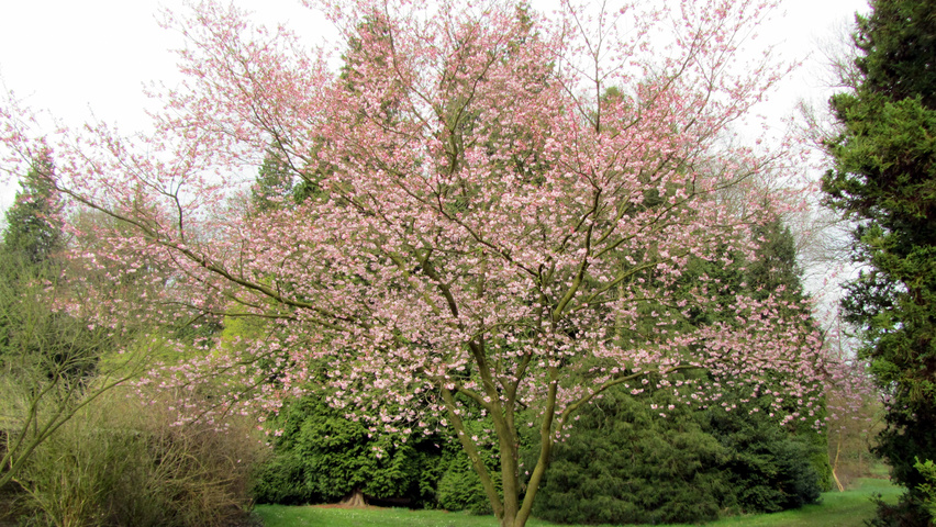 Prunus x subhirtella 'Autumnalis Rosea' multi-troncs forme parasol