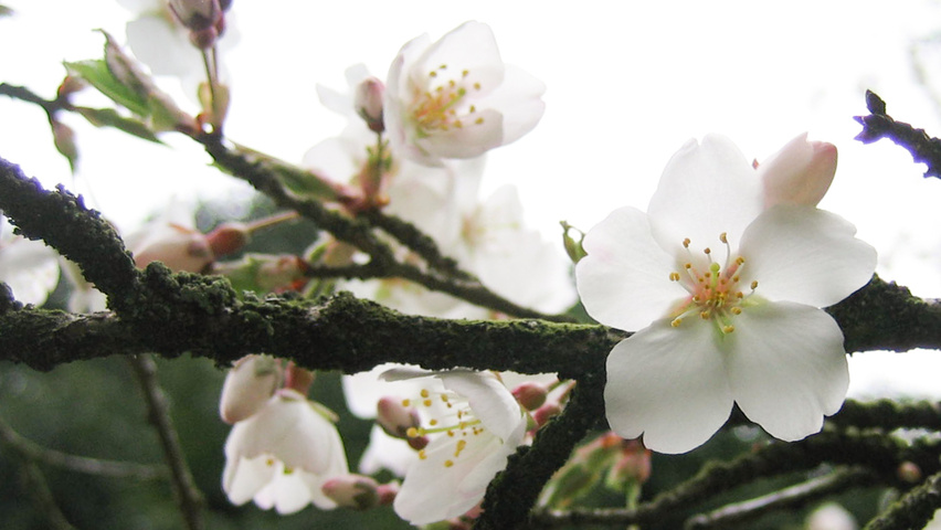 Prunus x subhirtella Blumen