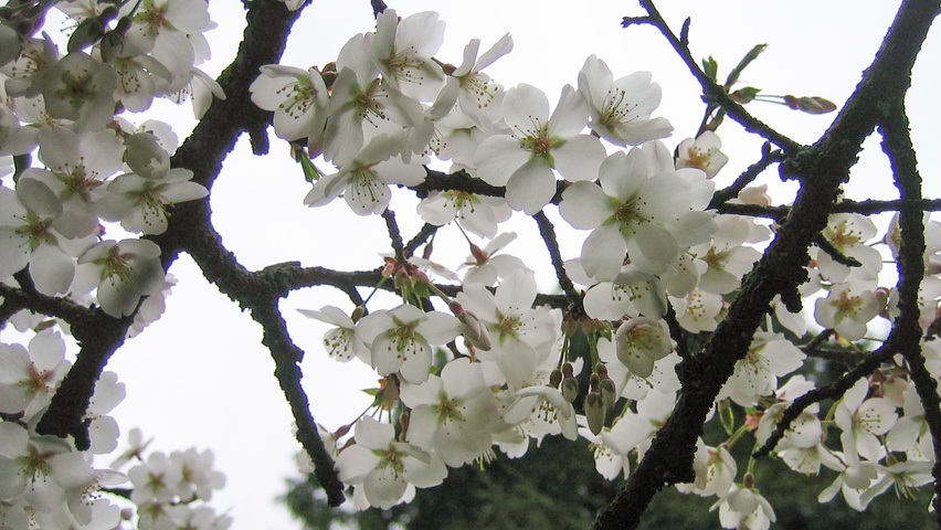 Prunus x subhirtella Blumen