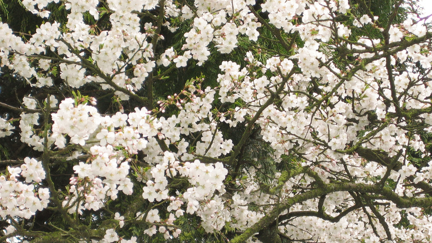 Prunus x subhirtella Blumen