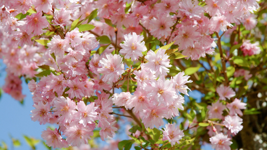 Prunus x subhirtella 'Fukubana' цветки