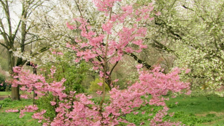 Prunus x subhirtella 'Fukubana' Деревья с невысоким стволом (полустандарт)