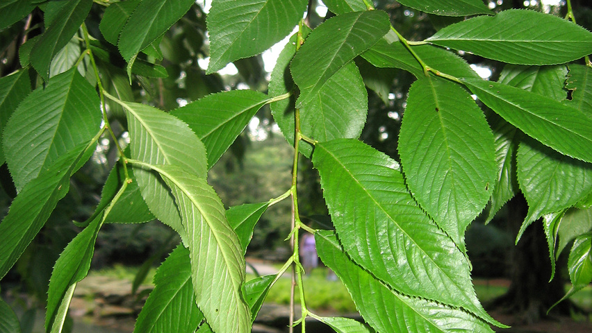 Prunus x subhirtella Blatt