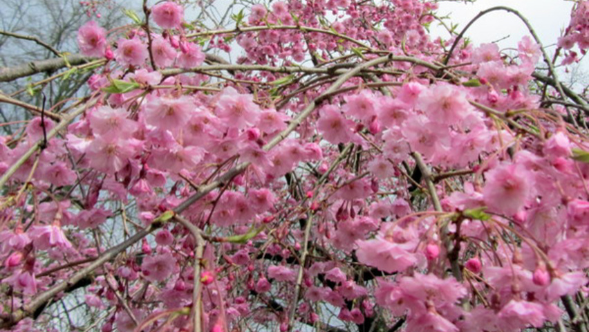 Prunus x subhirtella ‘Pendula Plena Rosea’ | TreeEbb | Online tree