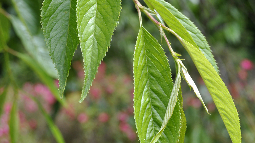 Prunus x subhirtella &lsquo;Pendula Plena Rosea&rsquo; | TreeEbb | Online