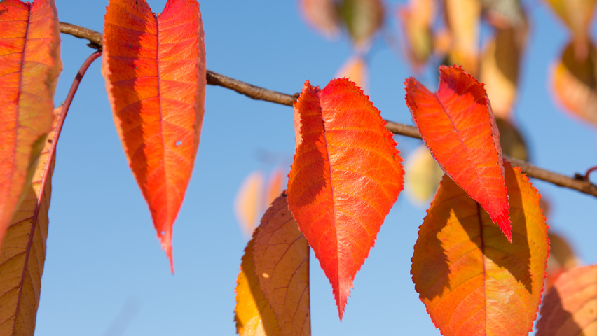 Prunus x yedoensis осенняя  листьев