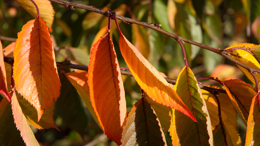 Prunus x yedoensis осенняя  листьев