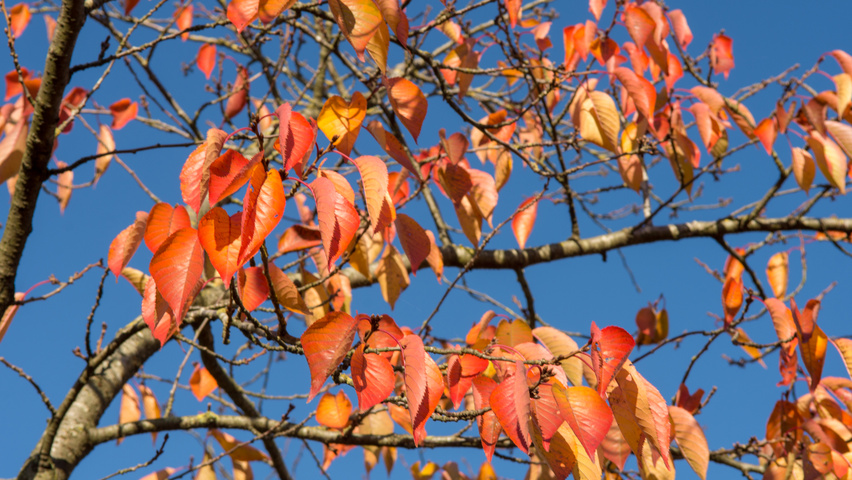 Prunus x yedoensis осенняя  листьев