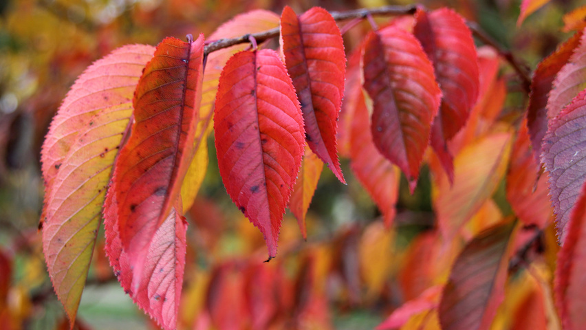 Prunus x yedoensis осенняя  листьев