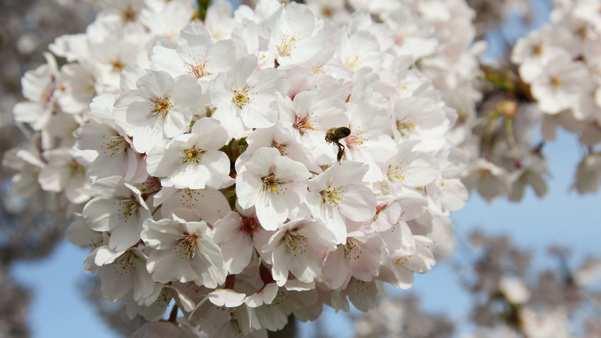 Prunus x yedoensis цветки