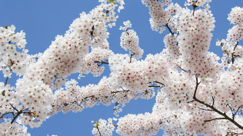 Prunus x yedoensis цветки