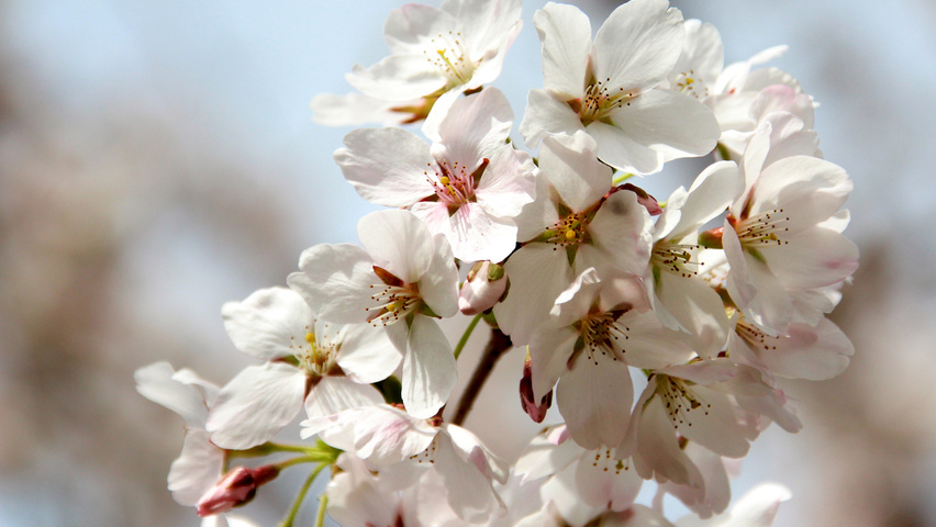 Prunus x yedoensis цветки