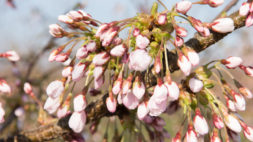Prunus x yedoensis цветки