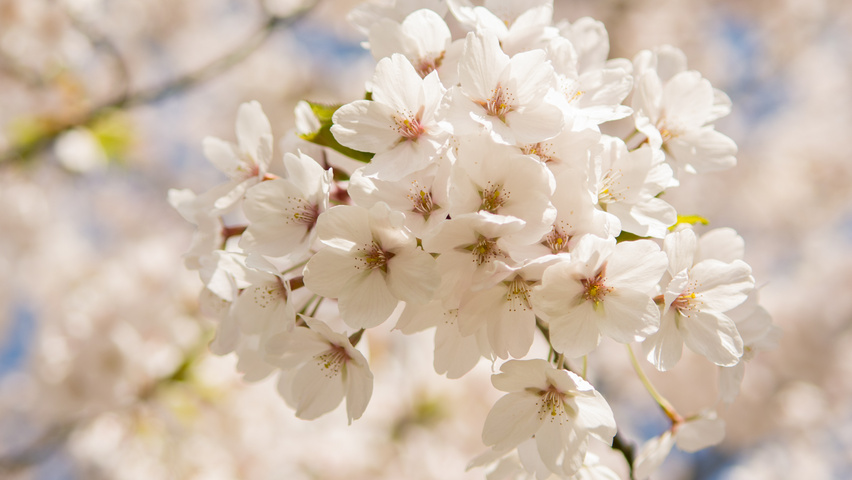 Prunus x yedoensis цветки