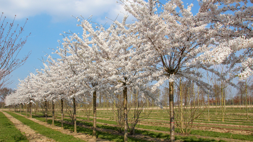Prunus x yedoensis Деревья с высоким стволом (стандарт)