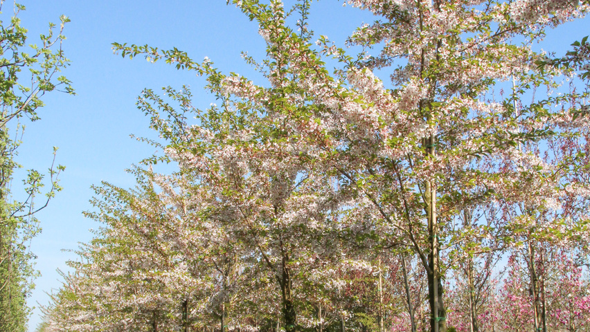 Prunus x yedoensis Деревья с высоким стволом (стандарт)
