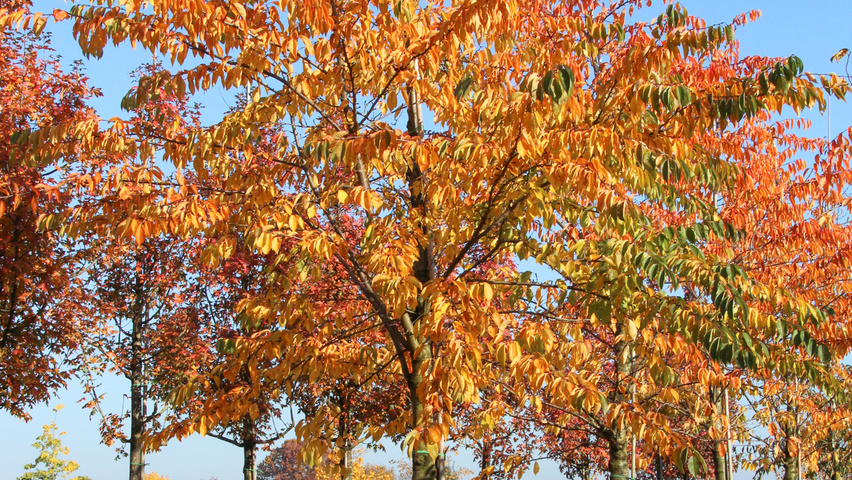Prunus x yedoensis Деревья с высоким стволом (стандарт)