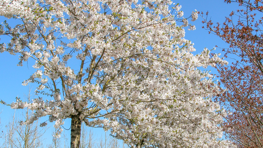 Prunus x yedoensis Деревья с высоким стволом (стандарт)