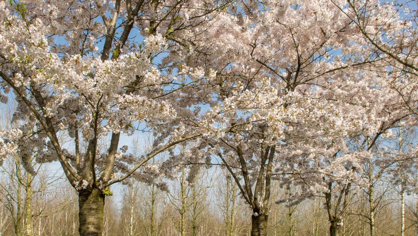 Prunus x yedoensis Деревья с высоким стволом (стандарт)