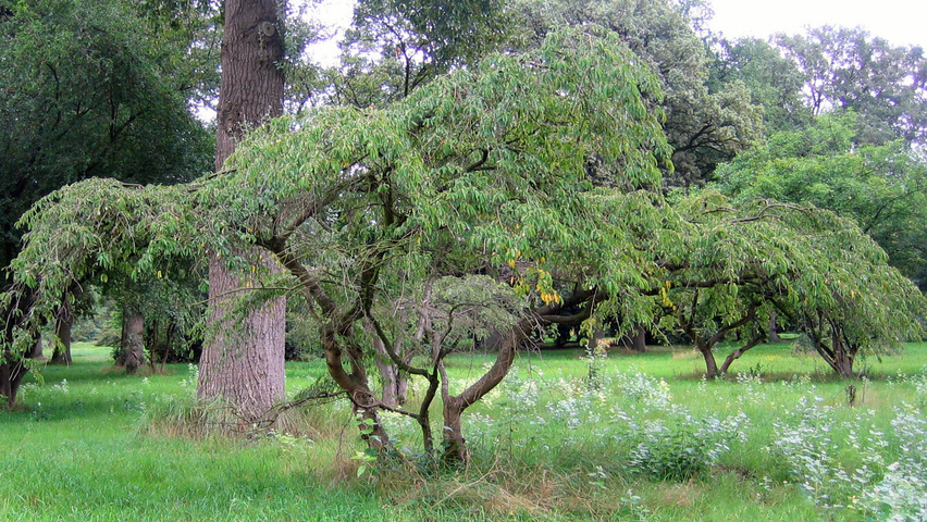 Prunus x yedoensis 'Ivensii' characteristic