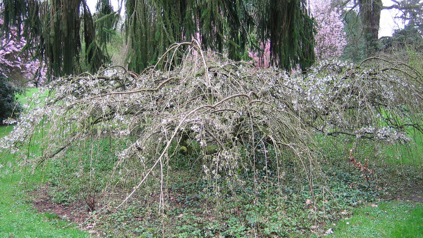 Prunus x yedoensis 'Ivensii' characteristic