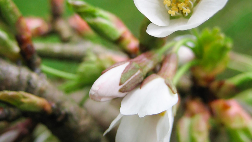Prunus x yedoensis 'Ivensii' flowers