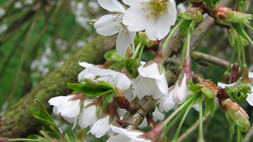 Prunus x yedoensis 'Ivensii' flowers