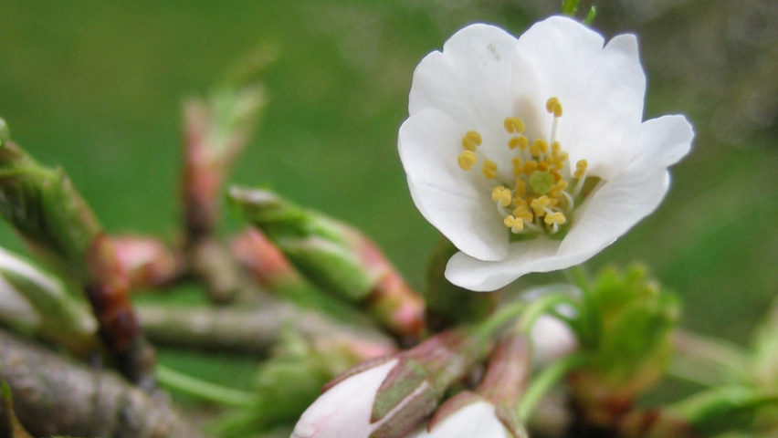 Prunus x yedoensis 'Ivensii' flowers