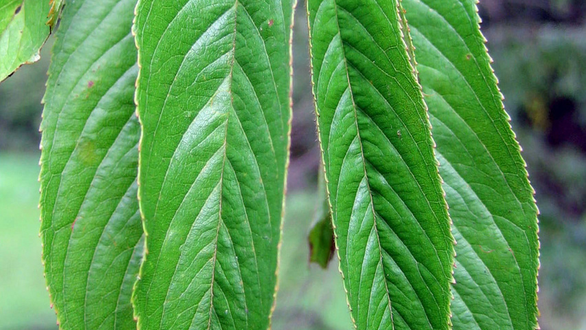 Prunus x yedoensis 'Ivensii' leaves