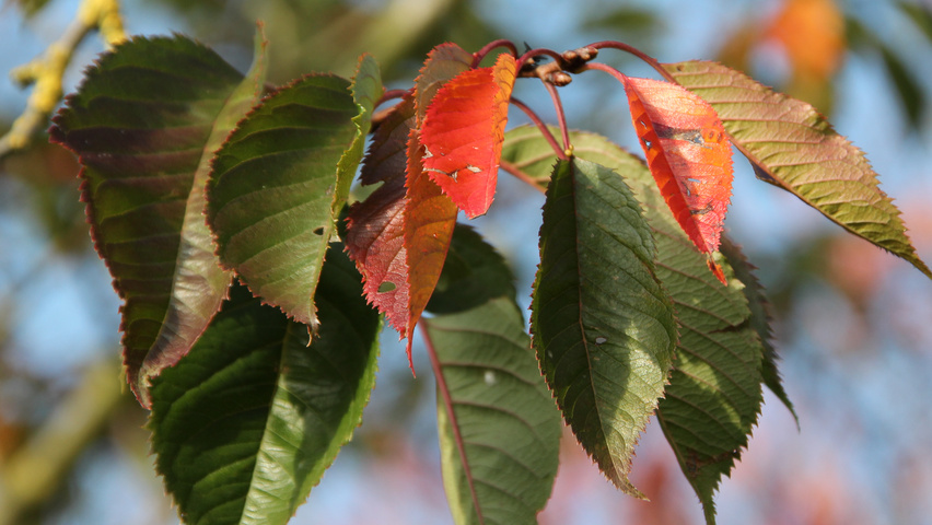 Prunus x yedoensis листья