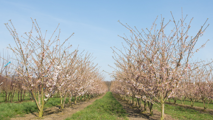 Prunus x yedoensis Многоствольные деревья
